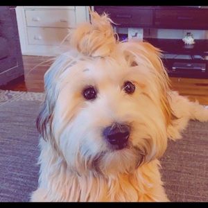 Meet your Posher, Elizabeth